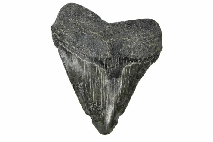 Serrated, Juvenile Megalodon Tooth - South Carolina #172103
